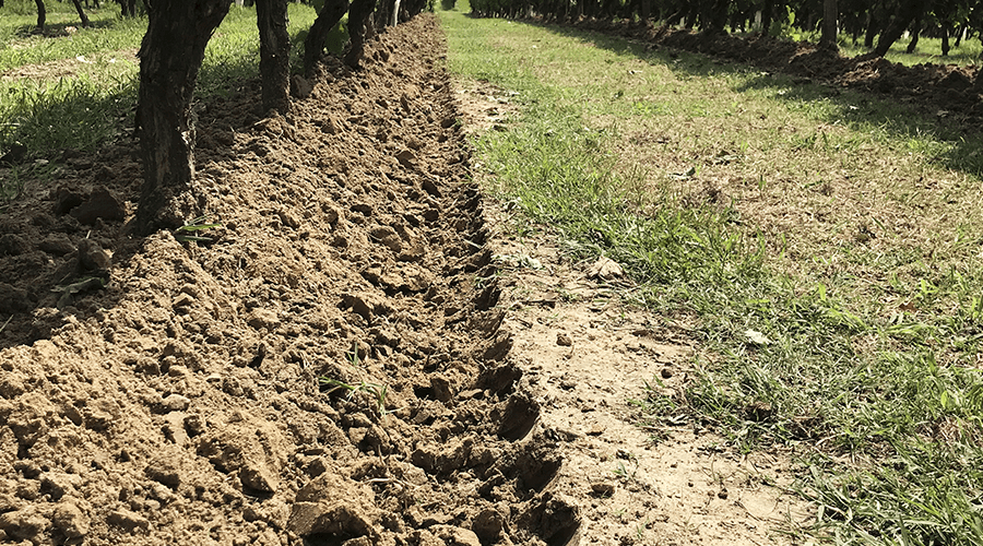 actisol-viticulture-disque-motteur-outil-de-binage-vigne image 2